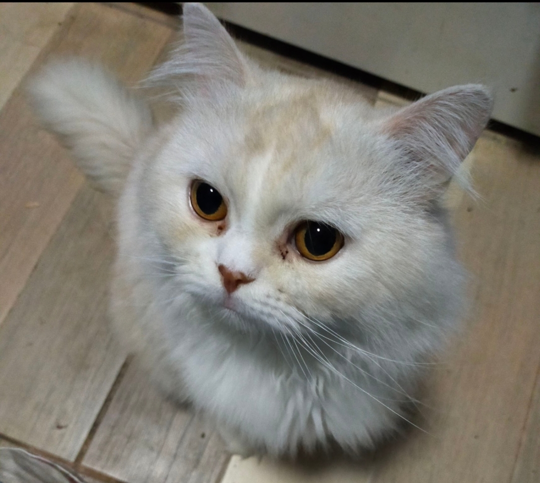 Mshmsh